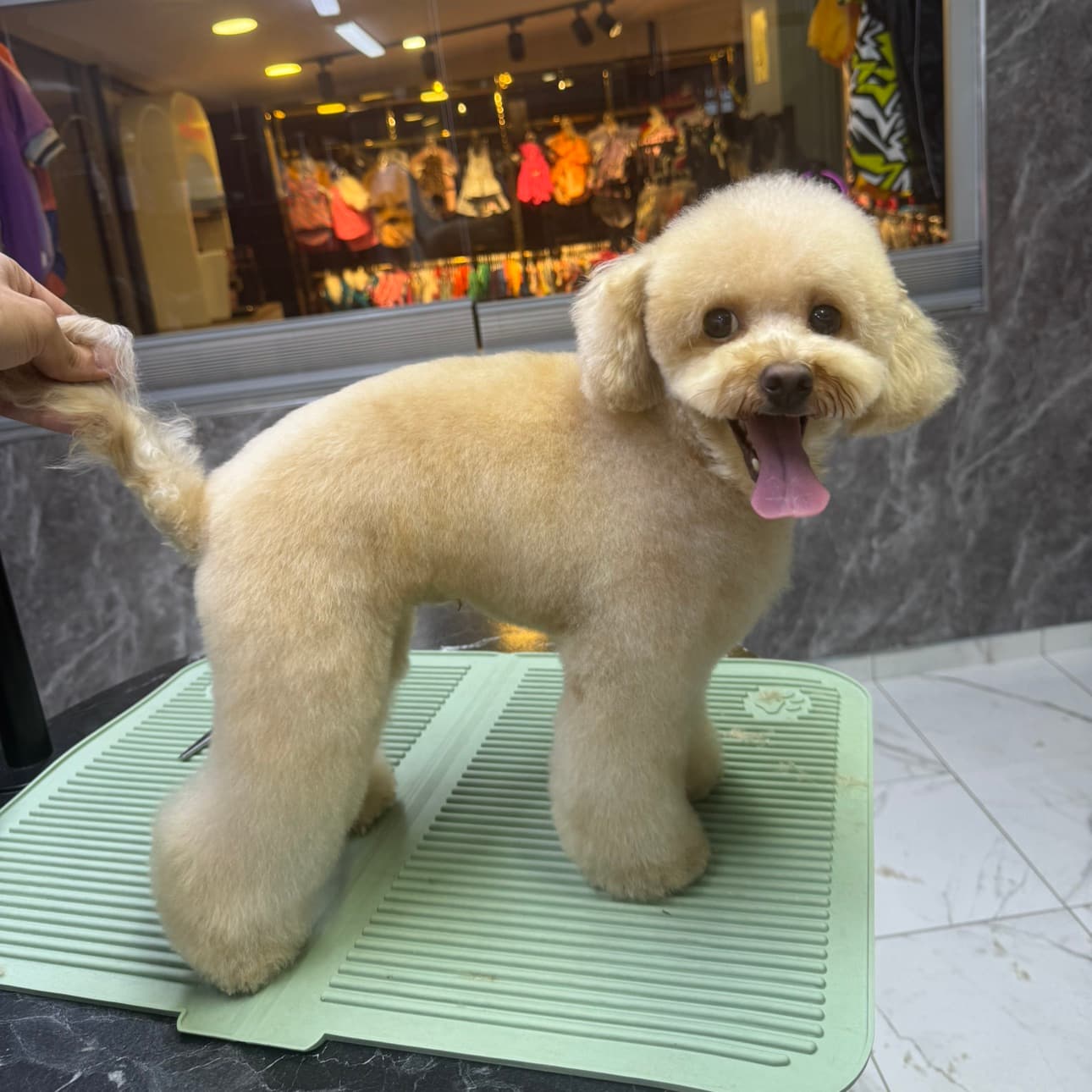 Petstylistmen Pet Kuaför 2