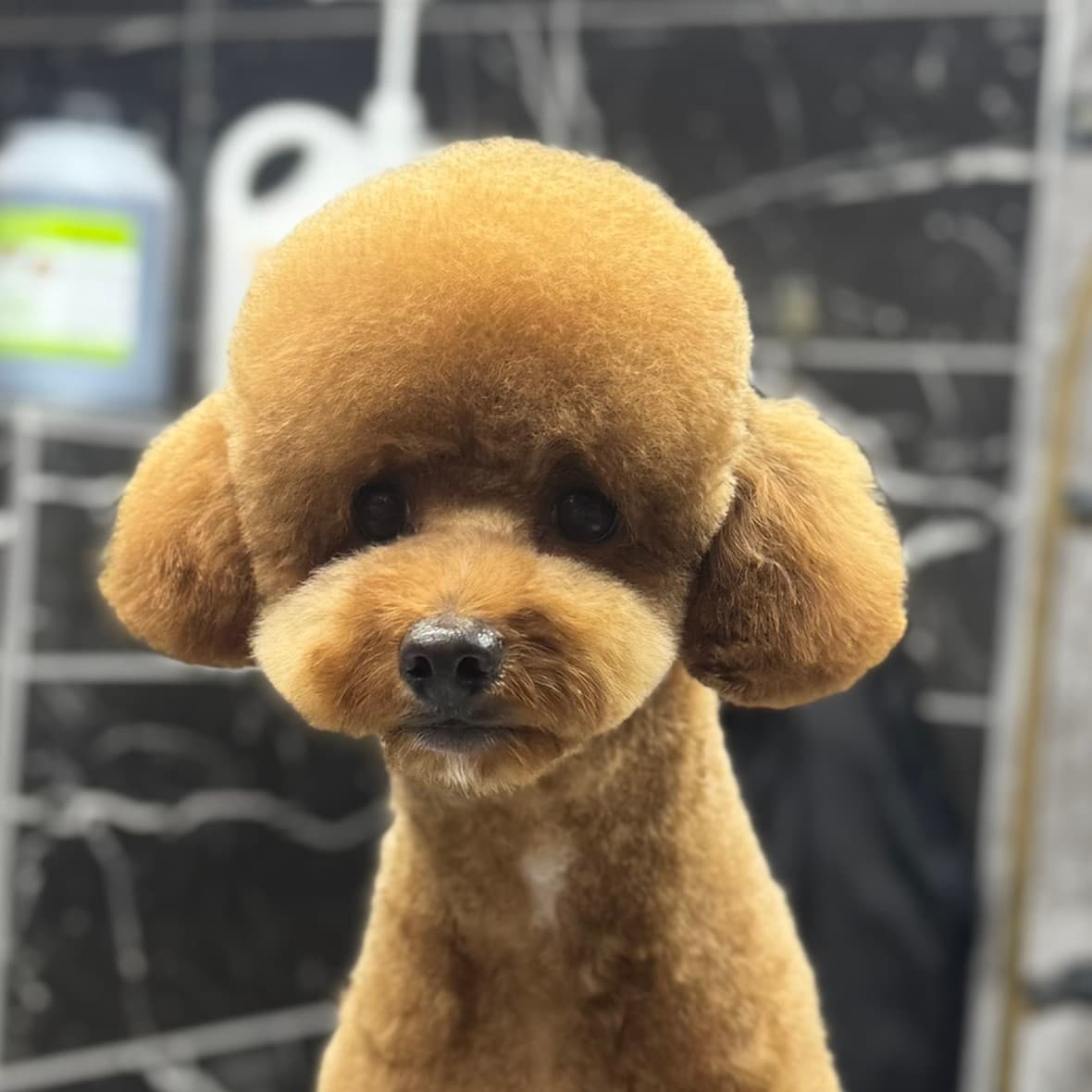 Petstylistmen Pet Kuaför 3