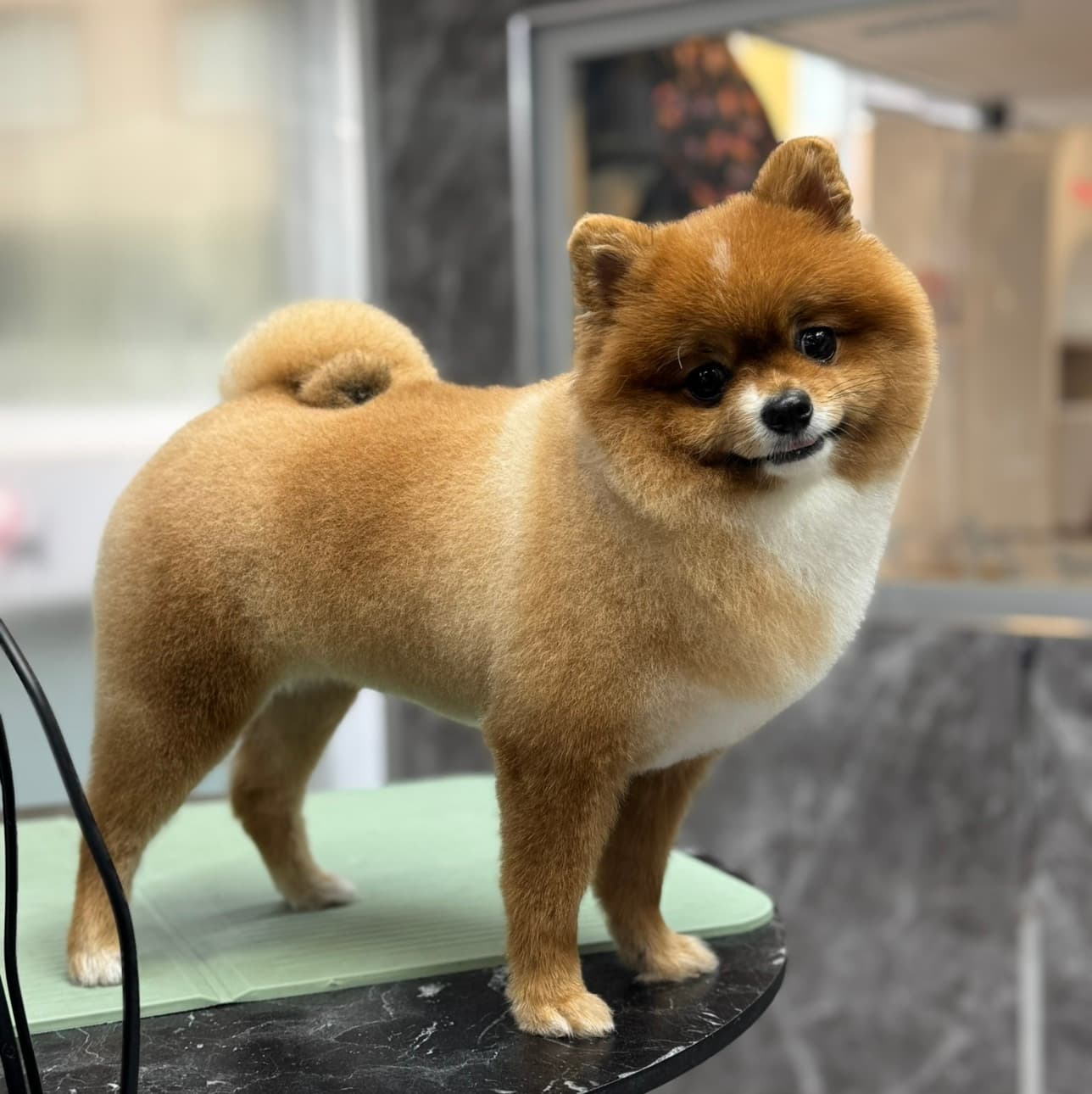 Petstylistmen Pet Kuaför 4