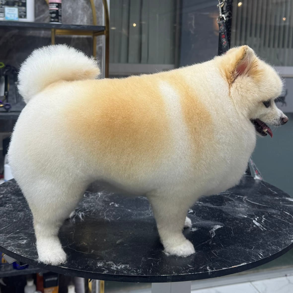 Petstylistmen Pet Kuaför 5