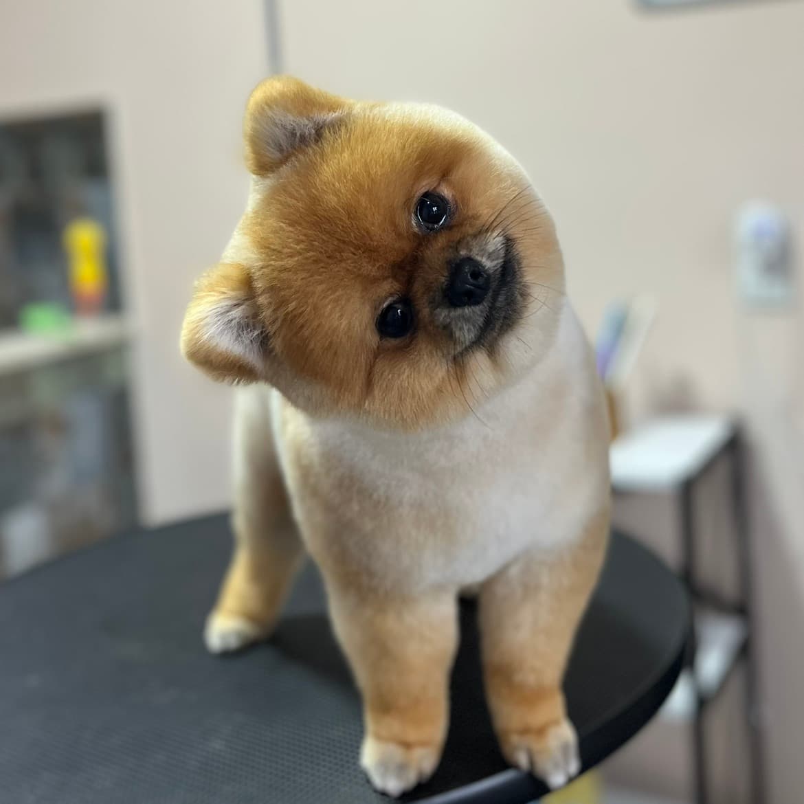 Groomer Nida 4