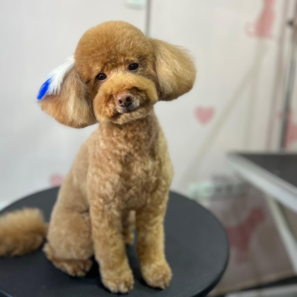 Groomer Nida 5