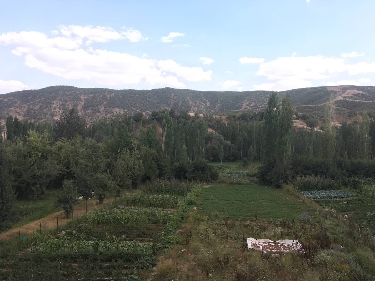 Haşim 3
