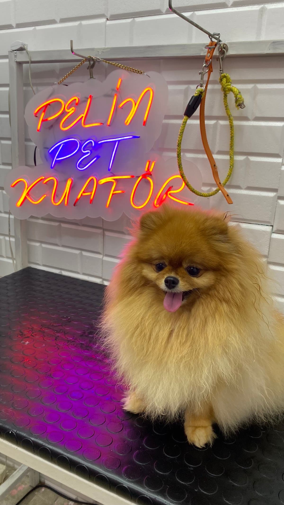Pelin Pet Grooming 1