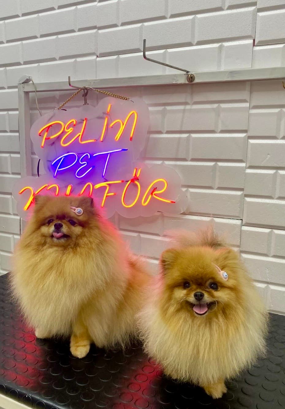 Pelin Pet Grooming 2