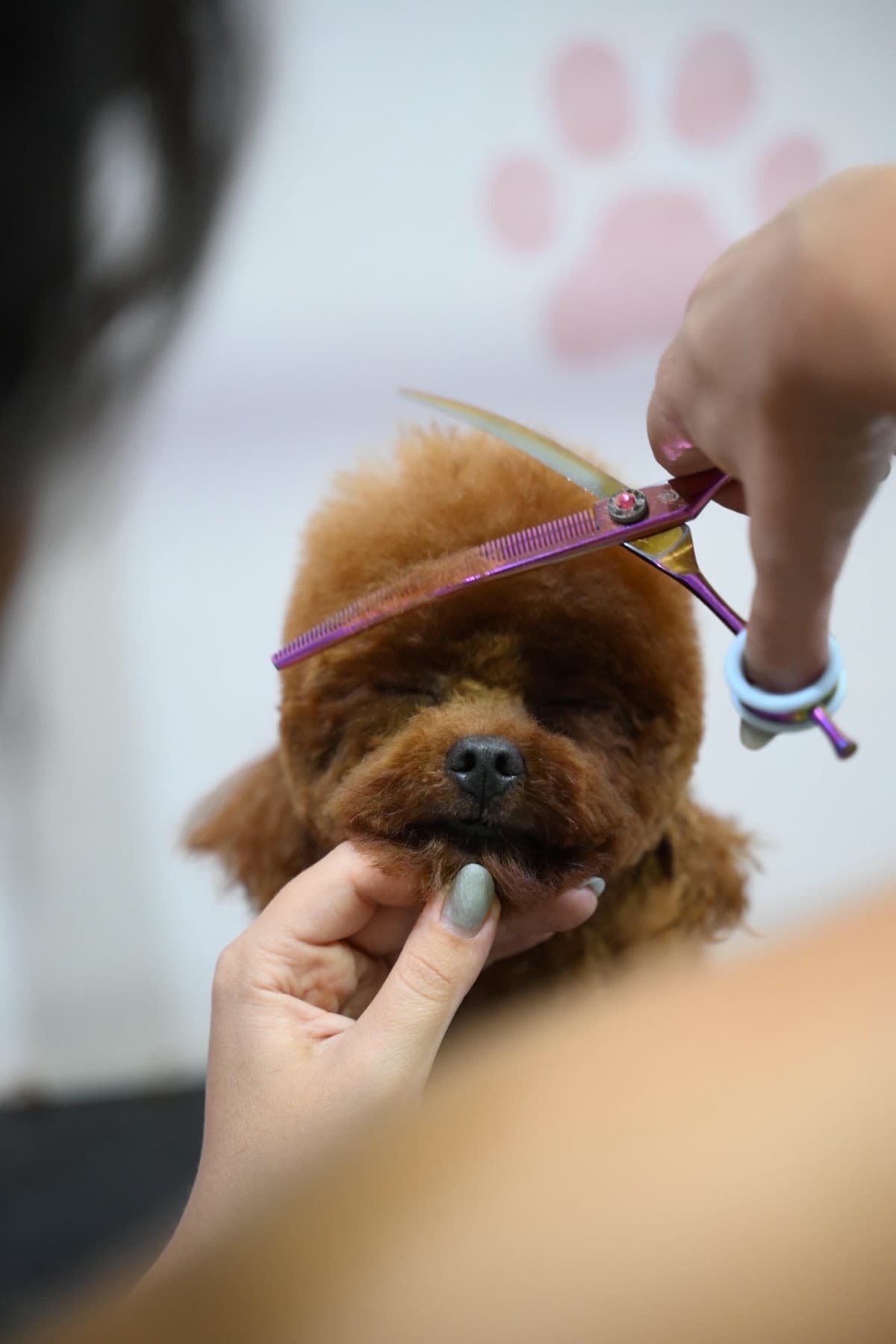 Groomer Nida 2